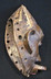 Tanzanian Makonde People Mask: "Lipiko" Mask